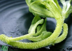冰菜是什么菜？冰菜和冰草一樣嗎？