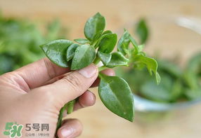 冰菜和穿心蓮是同一種菜嗎？冰菜和穿心蓮是一科嗎？