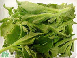 冰菜可以生吃嗎？冰菜能生吃嗎？