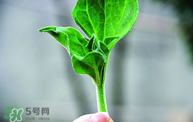 冰菜怎么吃？冰菜可以炒著吃嗎？