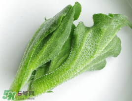 冰菜怎么吃？冰菜可以炒著吃嗎？