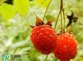 刺泡怎么吃？刺泡使用方法