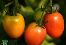 圣女果是小西紅柿嗎？圣女果和西紅柿的區(qū)別