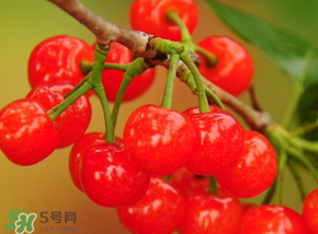 櫻桃可以帶上飛機(jī)嗎？坐飛機(jī)可以帶櫻桃嗎？