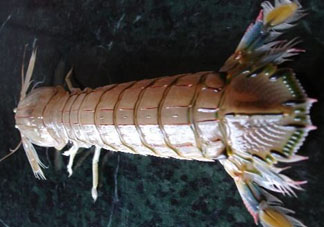 爬蝦蒸還是煮？爬蝦蒸好還是煮好？