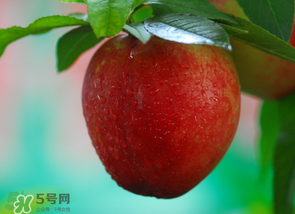 油桃多少錢一斤？油桃多少錢一斤2017？