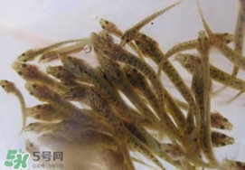 泥鰍吃什么？泥鰍吃什么食物