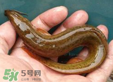 泥鰍是魚嗎？泥鰍是海鮮嗎