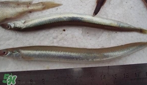 青島面條魚是什么魚？青島面條魚叫什么