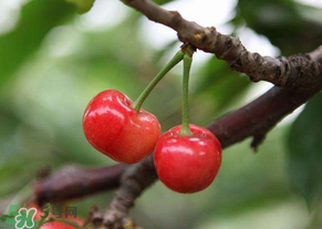 吃櫻桃會(huì)醉嗎？櫻桃吃多了會(huì)醉嗎？