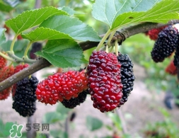 覆盆子是桑葚嗎？覆盆子和桑葚的區(qū)別