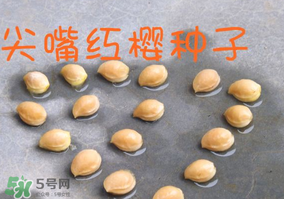 櫻桃籽怎么種小盆栽？櫻桃籽可以種植嗎？