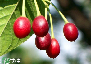 櫻桃籽有毒嗎？櫻桃籽能吃嗎？