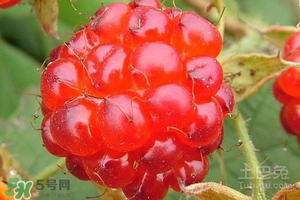 刺泡怎么保存？刺泡保存方法