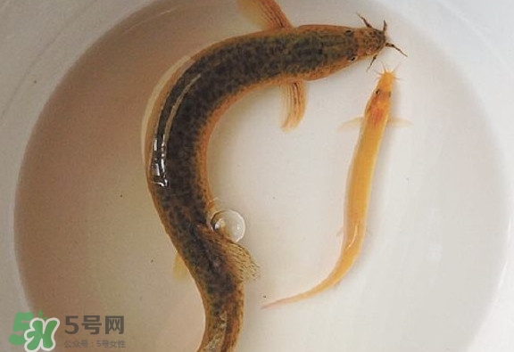 泥鰍吃什么？泥鰍吃什么食物