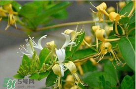 金銀花不能和什么一起吃？金銀花和什么相克？