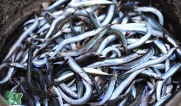 面條魚有什么營養(yǎng)？面條魚營養(yǎng)價(jià)值