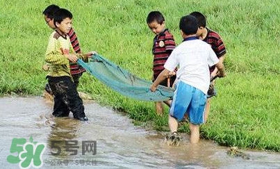 泥鰍怎么抓？泥鰍怎么捉