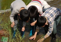 泥鰍有寄生蟲嗎？泥鰍有沒(méi)有寄生蟲