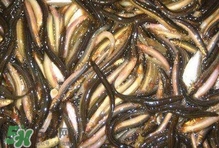 泥鰍有幾種？泥鰍品種大全