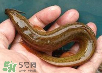 泥鰍死了多久不能吃？泥鰍死了怎么處理