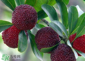 楊梅為什么有蟲子？楊梅有蟲能吃嗎？