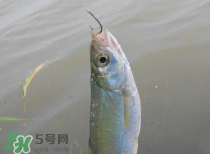 白條魚怎么釣？如何釣白條魚技巧
