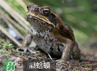 田雞是癩蛤蟆嗎？田雞和癩蛤蟆的區(qū)別