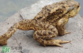 蟾蜍能吃嗎？蟾蜍能不能吃