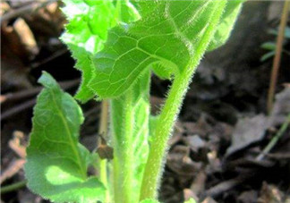 大耳毛野菜怎么吃？大耳毛野菜的做法