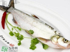 白條魚怎么釣？如何釣白條魚技巧