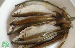 白條魚怎么釣？如何釣白條魚技巧