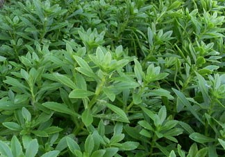 救心菜可以泡茶喝嗎？救心菜能泡水喝嗎？