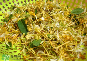 剛摘的金銀花能泡水喝嗎？剛摘的金銀花怎么處理？
