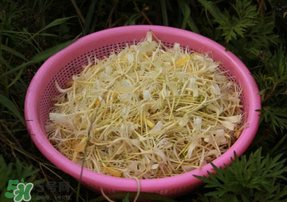 剛摘的金銀花能泡水喝嗎？剛摘的金銀花怎么處理？