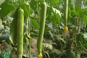 夏天種什么蔬菜？夏天適合種什么蔬菜