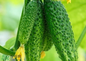 黃瓜不能和什么一起吃？黃瓜不能和什么食物一起吃