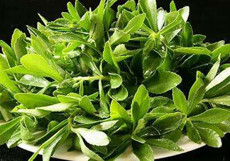 救心菜苦不苦？救心菜怎么吃不苦？