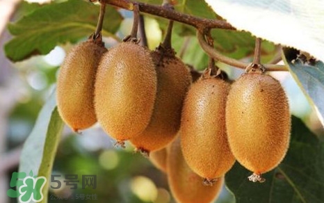 獼猴桃是什么季節(jié)的水果？獼猴桃什么時(shí)候吃最好