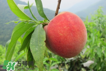 水蜜桃什么時(shí)候熟？水蜜桃成熟時(shí)間