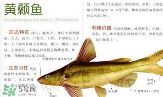黃顙魚不能和什么一起吃？黃顙魚不能與什么同吃？