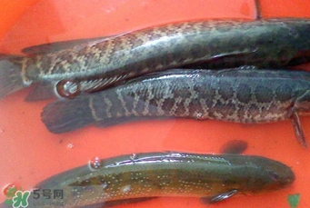 黑魚是海魚嗎？黑魚是河魚還是海魚