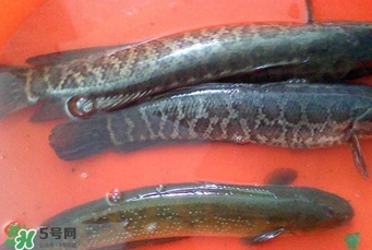 黑魚是什么魚？黑魚是鯰魚嗎