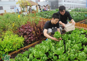 六月份種什么蔬菜？六月份可以種什么蔬菜？