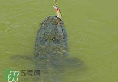 黑魚怎么抓？怎么捕捉黑魚