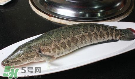 黑魚(yú)能和豆腐一起吃嗎？豆腐可以和黑魚(yú)一起吃嗎