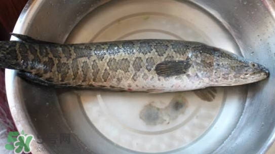 黑魚(yú)能和蘿卜一起吃嗎？黑魚(yú)能和胡蘿卜同食嗎