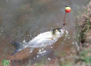 五月份能釣鰱魚嗎？五月份釣什么魚？