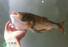 五月份能釣鰱魚嗎？五月份釣什么魚？