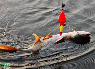 五月份能釣鰱魚嗎？五月份釣什么魚？